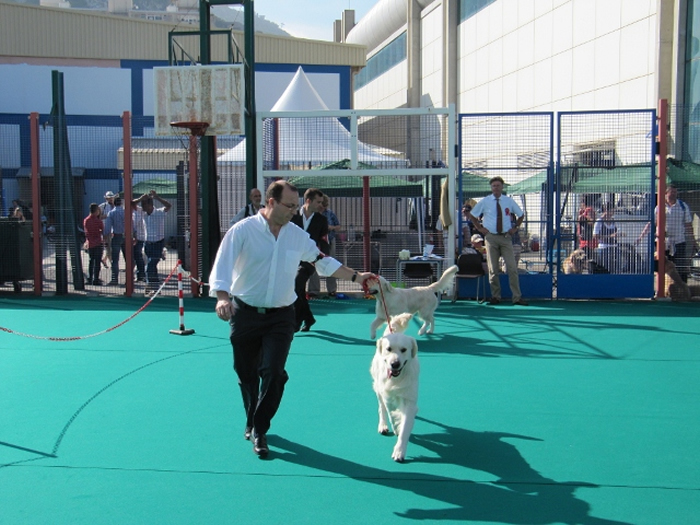 Exposicion de Gibraltar. Juez: Henric Fryckstrand (Kennel Dewmist)