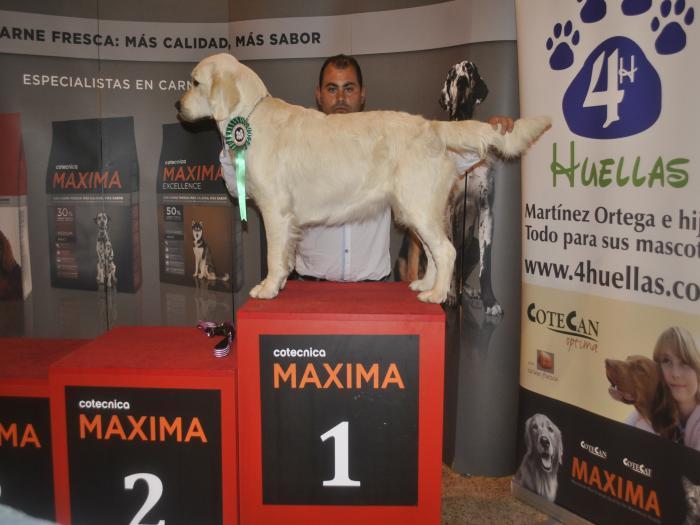 Nuestros cachorros ganando en la exposicion nacional de sevilla (EXC 1º).