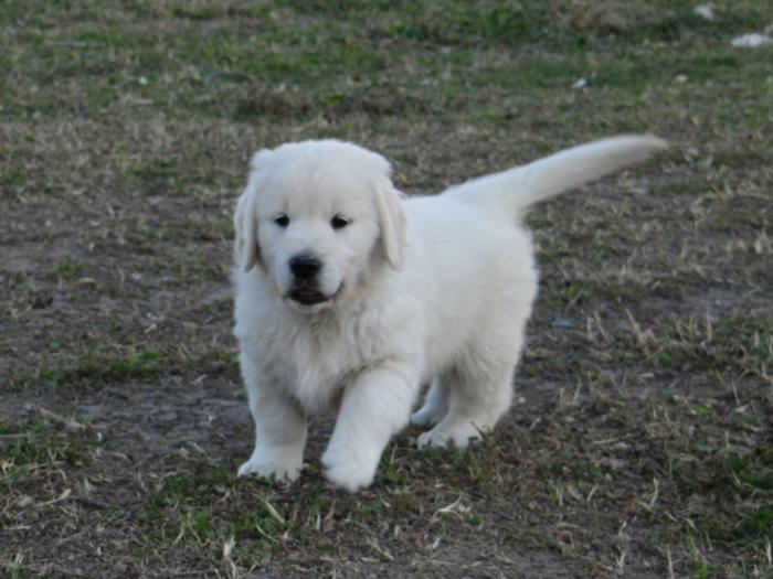 Los cachorritos de nuestra Arena, ya estan preparados para ir con sus nuevas familias.