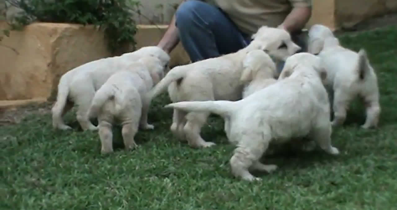 Cachorritos en el jardín